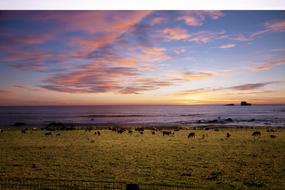 incredible Coast Ranch Herd