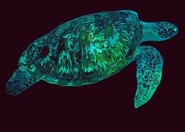 enchanting sea turtle