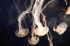 group of white Jellyfish in Aquarium