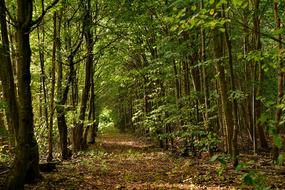 path in the green thickets of the forest