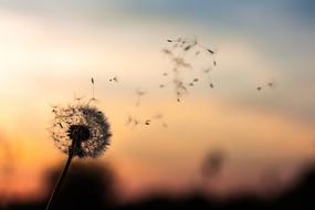 Dandelion flying fluff at dusk