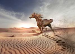 Desert Sand horse