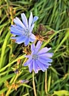 Beautiful purple chicory flowers among the plants