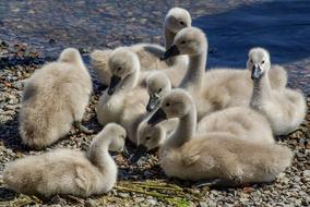 Swan Brood Group