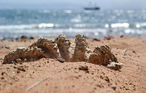 seashell on the sand near the sea in Egypt