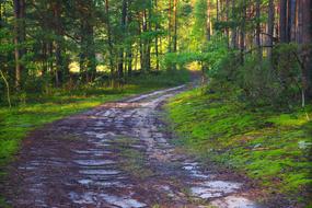 Forest path in Poland