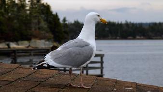 incredible Seagull Birds Sea