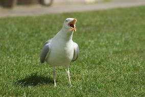 seagull with opened beak