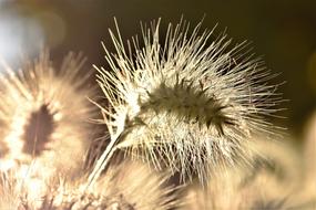 fluffy blade of grass on a blurred background close-up