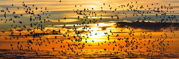 lot of Migratory Birds over sea at sunset