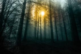 Beautiful landscape of the foggy forest, at colorful and beautiful sunlight, in the morning