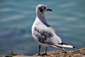 amazing Seagull Bird Loser