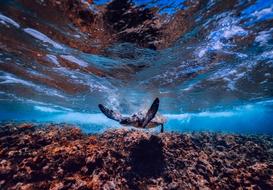 Ocean Underwater
