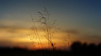 grass on a blurred background at dusk