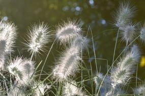 Close-up of the beautiful, white grass, at background with bokeh lights