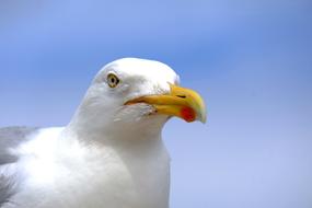 Portrait of the beautiful and cute, white and grey gull at blue sky on background