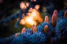 brown cones on a blue spruce branch