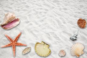 variety of seashells on the beach sand