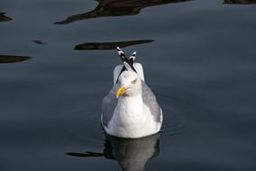 Colorful seabird swimming in the water