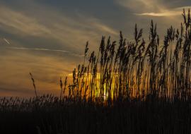 Reed Sunset