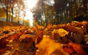 Indian Summer Backlighting