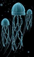 jellyfish ocean underwater