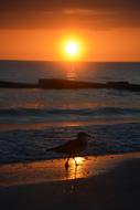 wonderful Seagull at sunset