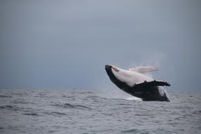 Whale Jumping in the natural environment