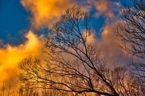 incredibly beautiful Tree Sun