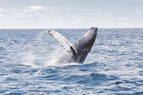 incredible Humpback Whale Marine