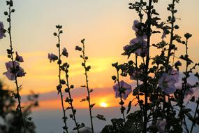 meadow plants at sunset