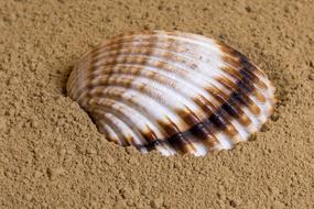 enchanting Shell Sand