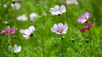 amazing Cosmos Flower