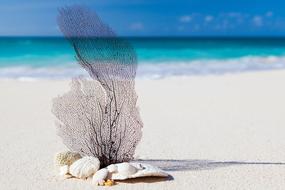 Colorful and beautiful seashells on the beautiful, sandy Caribbean beach, near the turquoise ocean