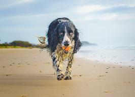 Wet spaniel with a ball on the beach in Australia