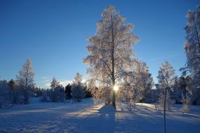 enchanting Nature Tree Snow