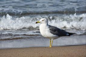 magnificent Animal Sea