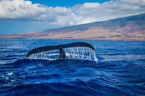 Humpback Whale Breaching in the water