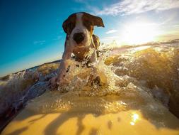 Surfing, funny dog on surfboard