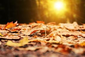 sun shining in the autumn forest