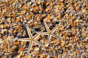 amazing Starfishes on the colorful shells