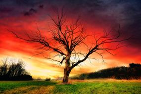 dramatic landscape with a tree