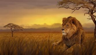 Lion Savannah