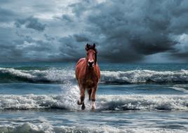 brown horse on the sea beach