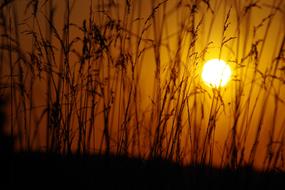 splendid Sunset Reed Nature