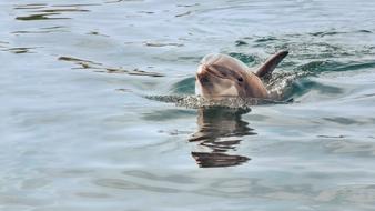 Dolphin swims with head over water