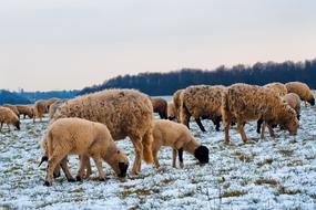sheep with lambs in the pasture in the snow