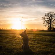 Dog sits on meadow at Sunset