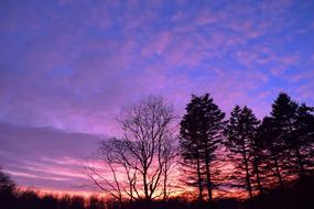 trees against a colorful pink-blue sky