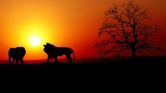 Lion Nature at Sunset
